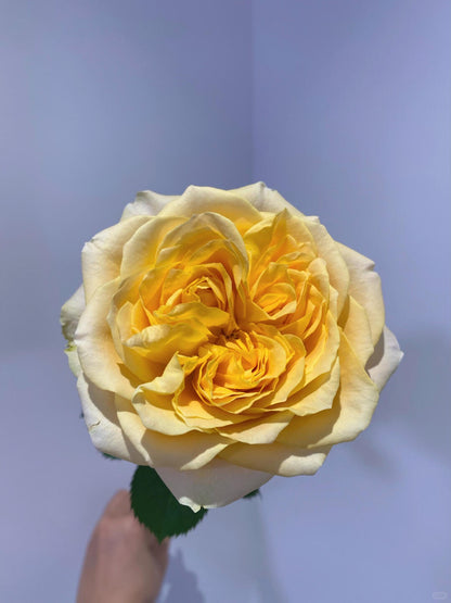 Turtle 苏塔菲｜Rose｜10 Stalks [Kenya]