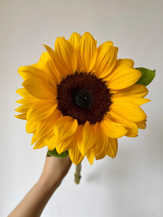 Sunflower Black Heart｜5 Stalks [Malaysia]