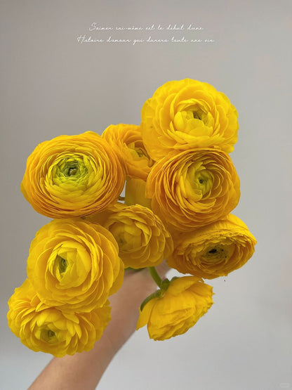 Ranunculus 洋牡丹｜5 Stalks [CN]