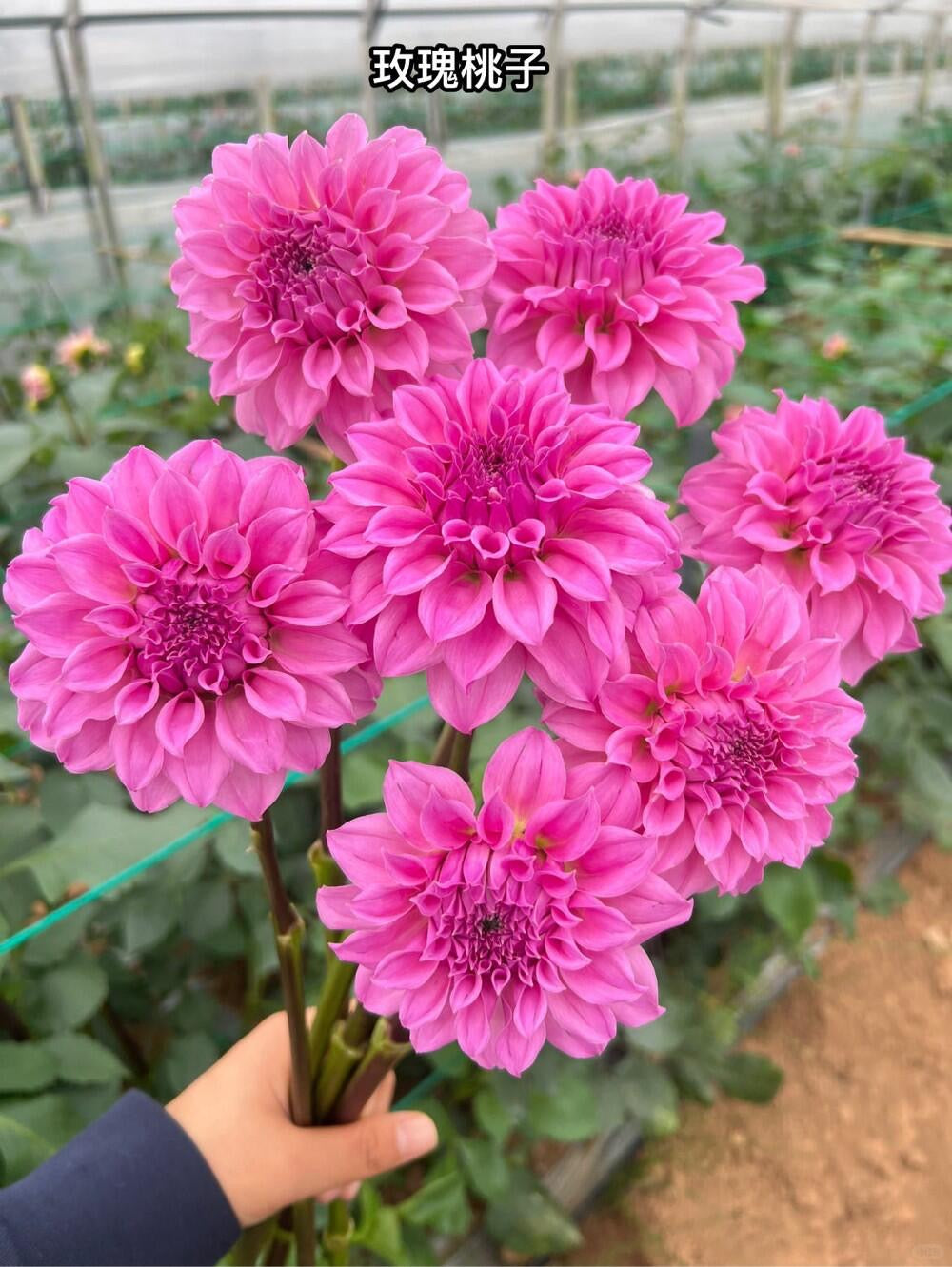 Dahlia 玫瑰桃子｜5 Stalks [CN]