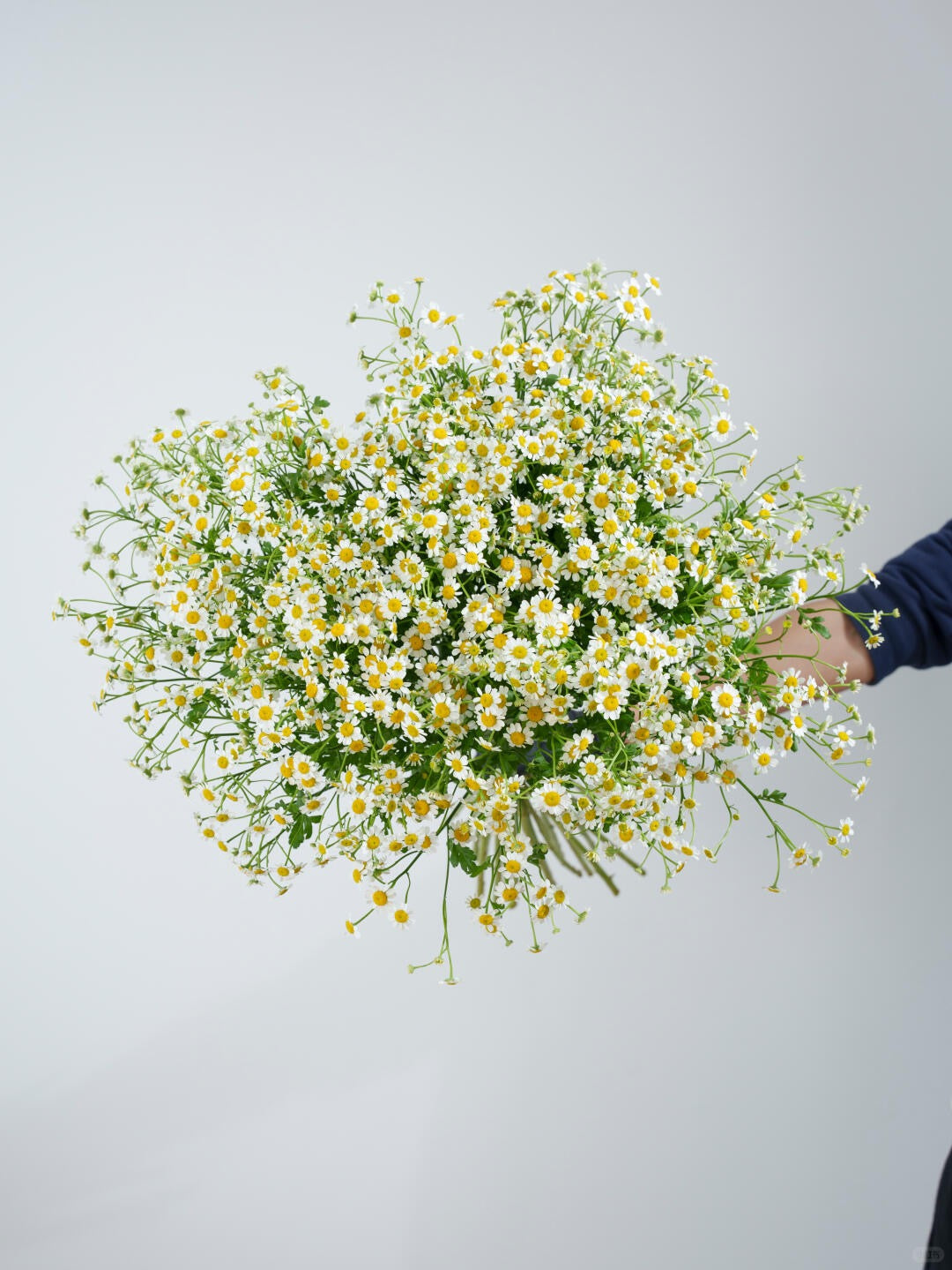 Chamomile 洋甘菊｜1 Bundle [CN]