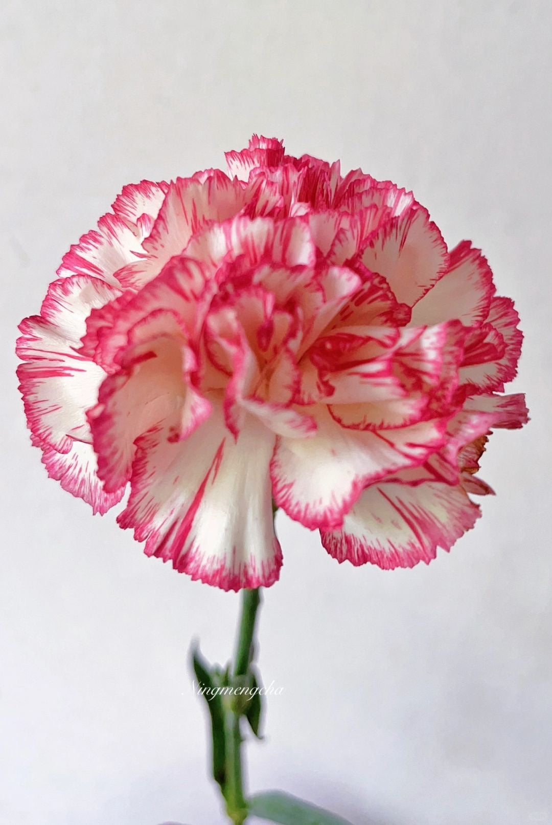 伊人｜Carnation｜20 Stalks [CN]