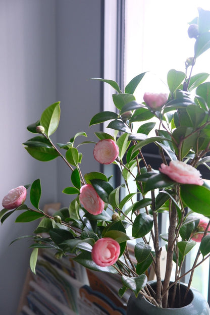 Camellia Japonica Otome Tsubaki 山茶花｜Japan