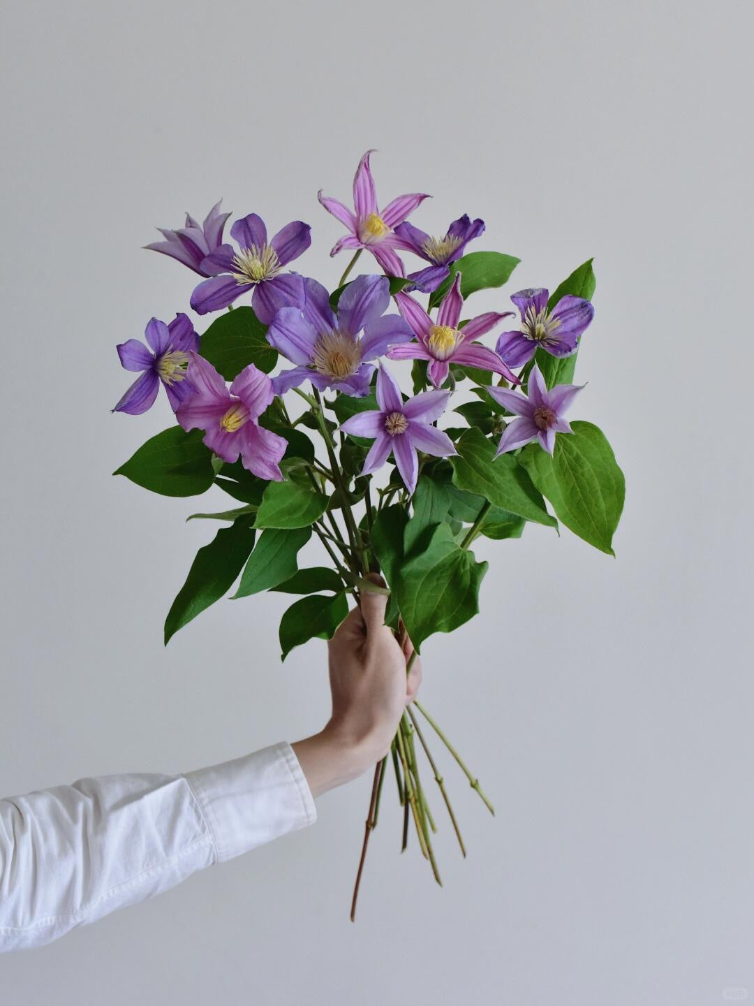 Clematis 铁线莲｜1 Bundle [Holland]