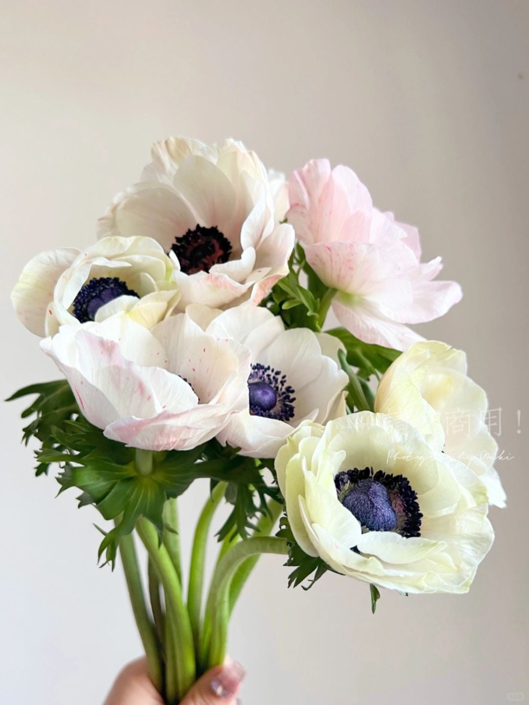 Anemone 银莲花｜10 Stalks