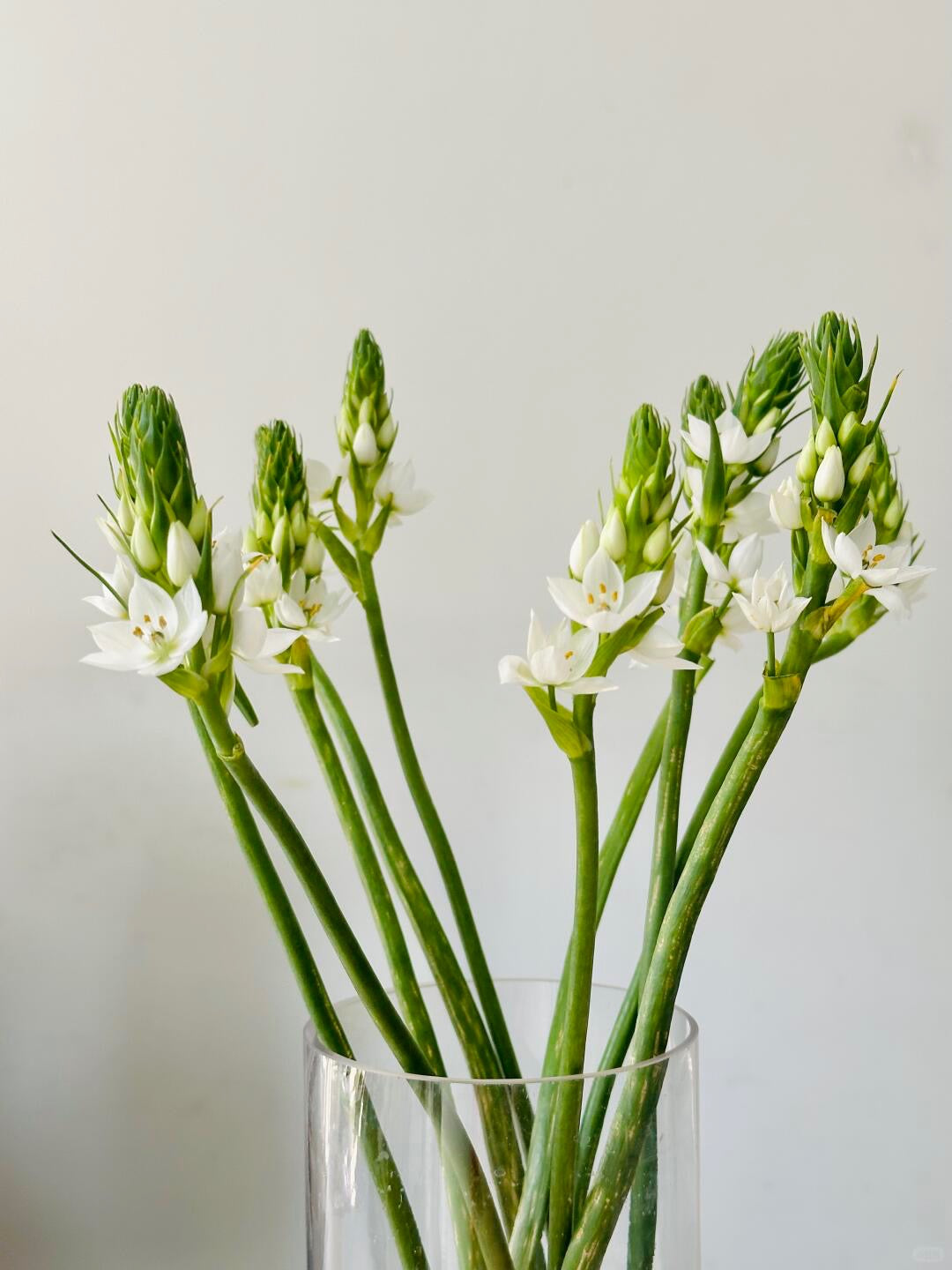Star of Bethlehem 雀梅 ｜10 Stalks [CN]