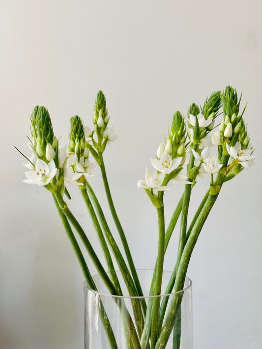 Star of Bethlehem 雀梅 ｜10 Stalks [CN]