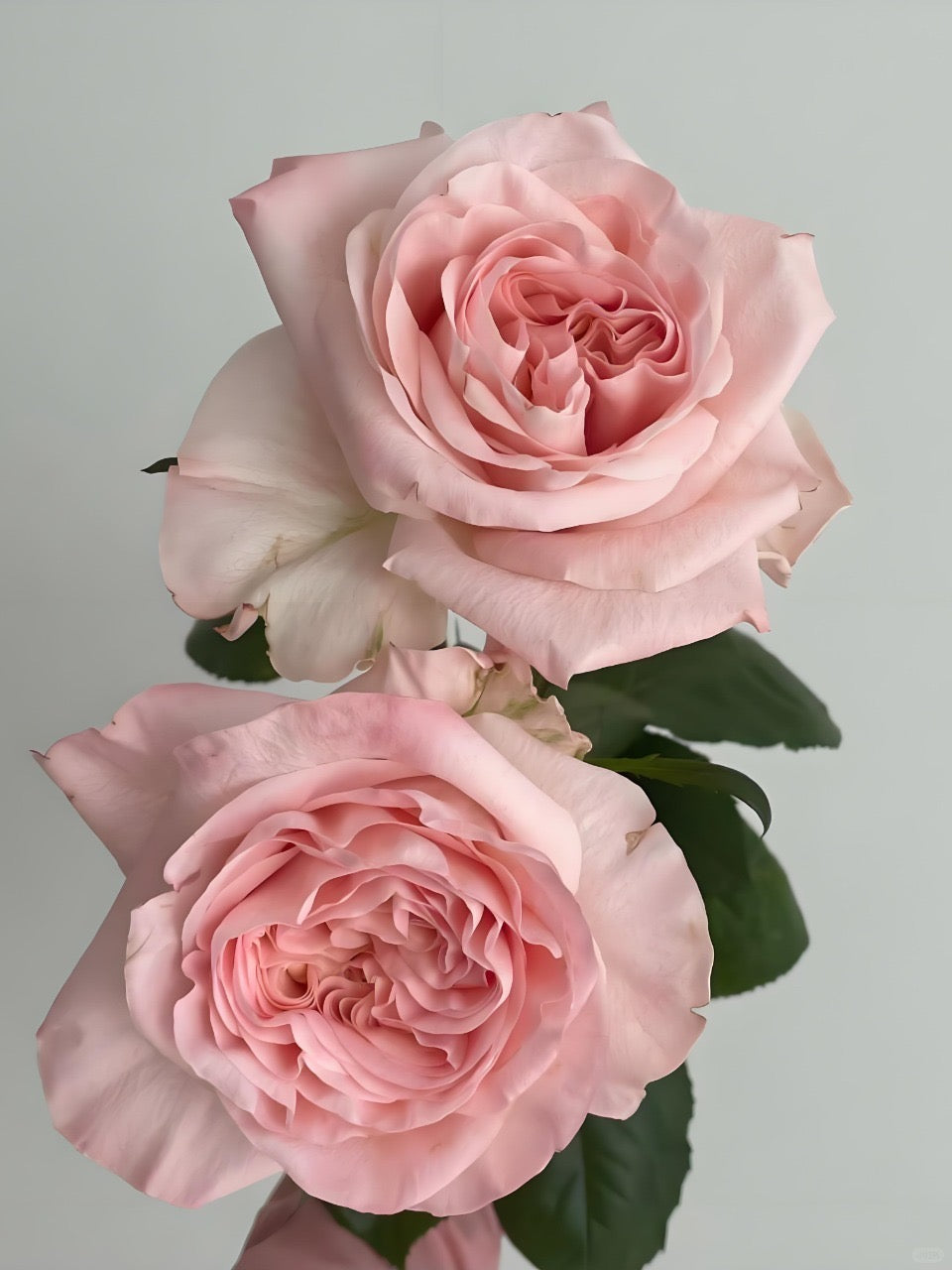 Nuwa 女娲｜Rose｜20 Stalks [CN]