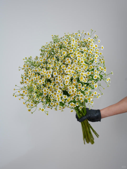 Chamomile 洋甘菊｜1 Bundle [CN]