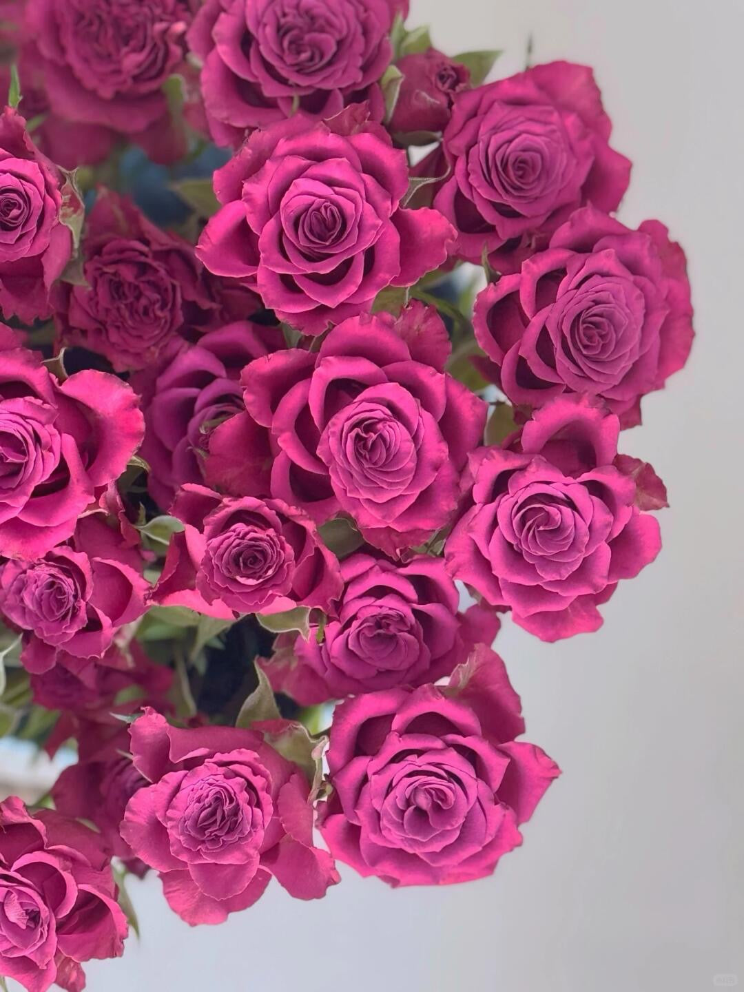 Blueberry 蓝莓｜Spray Rose｜10 Stalks [CN]