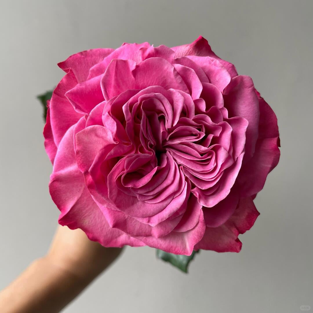 Mamy Blue 蓝调｜Rose｜10 Stalks [Kenya]