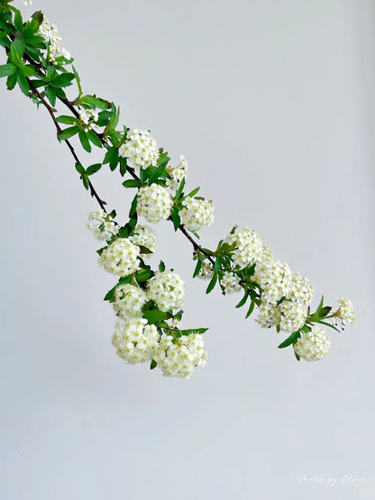 Bridal Wreath 小手球｜1 Bundle