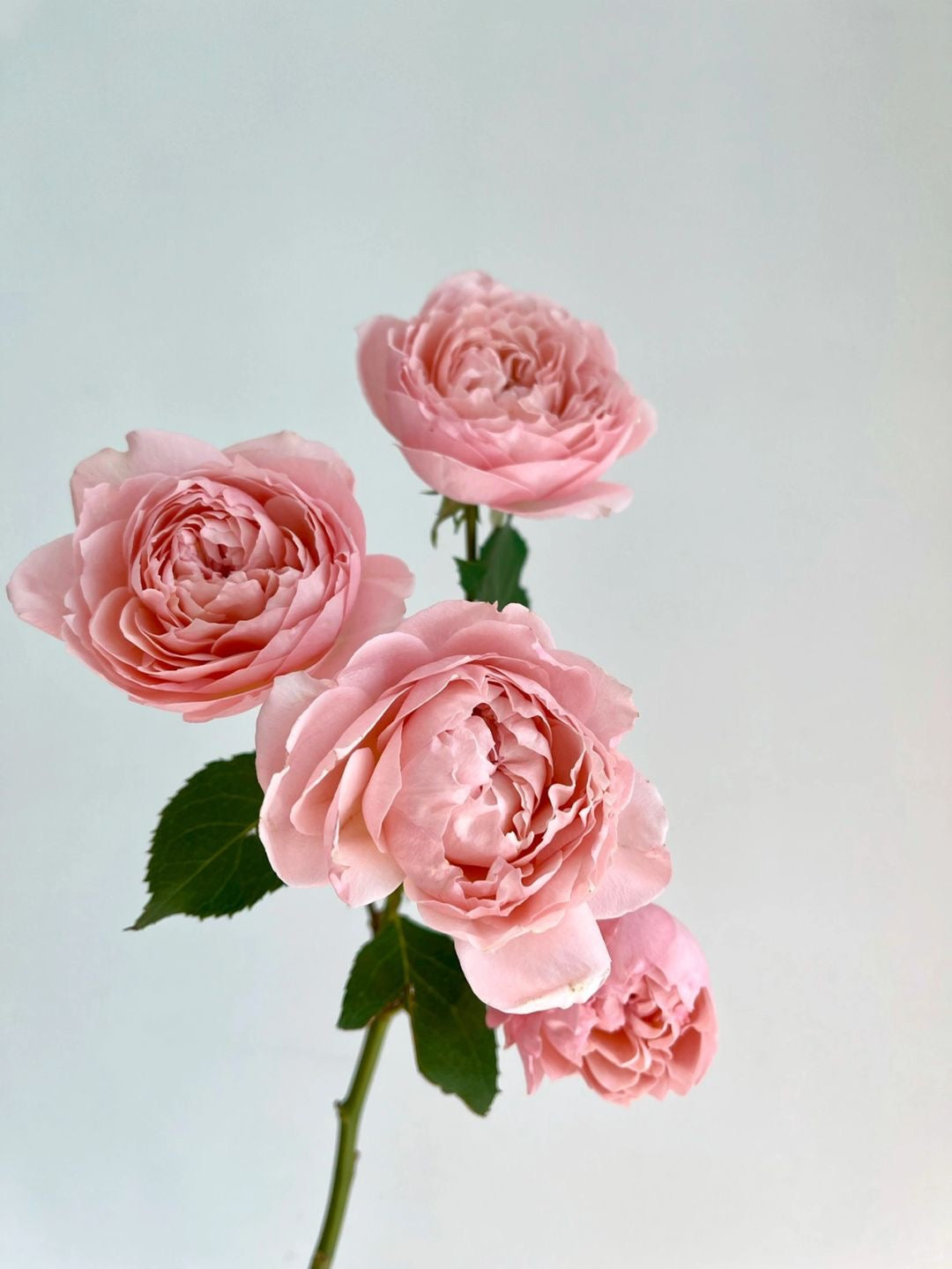 Julieta 朱丽叶塔｜Spray Rose｜10 Stalks [CN]