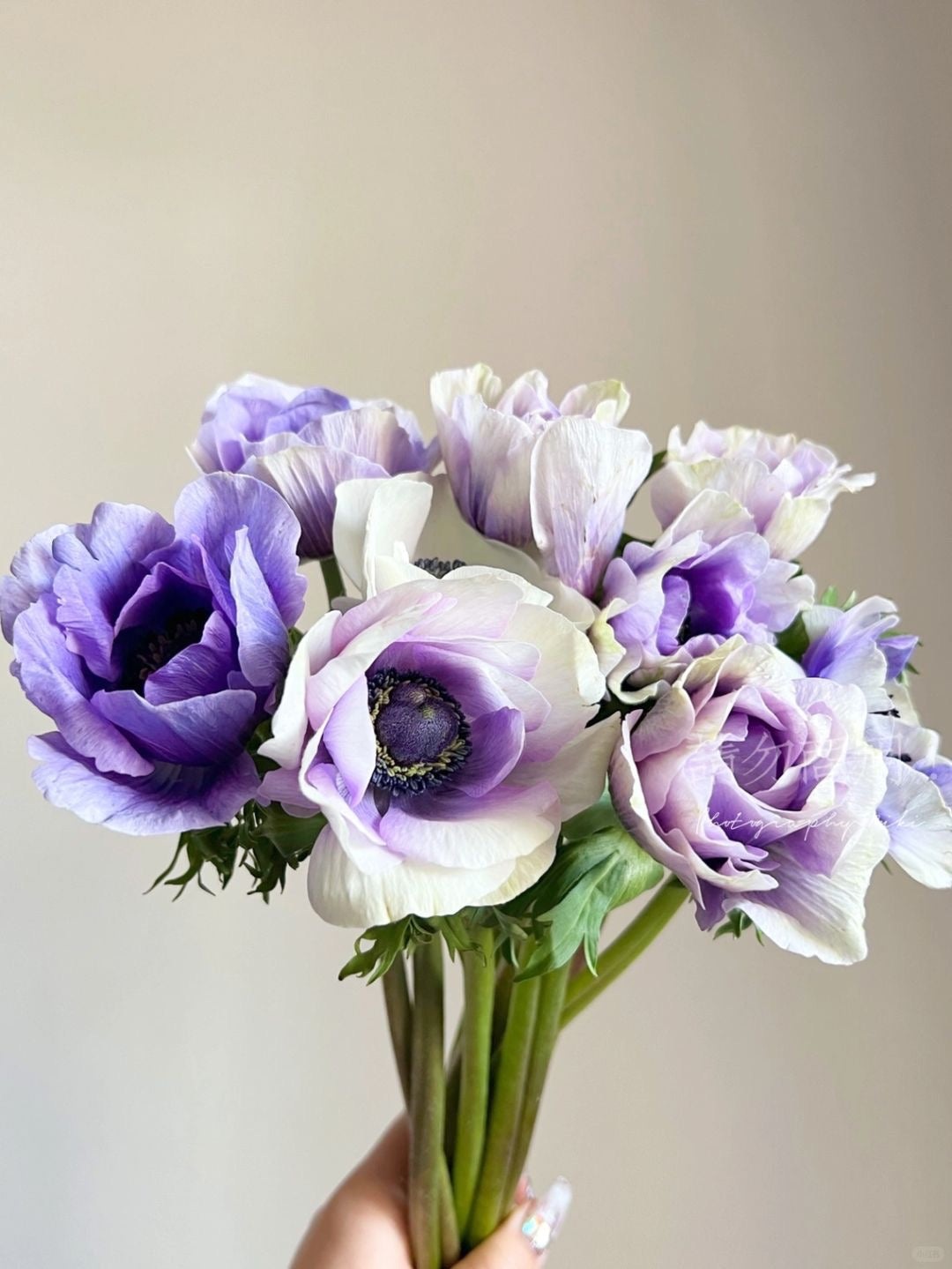 Anemone 银莲花｜10 Stalks