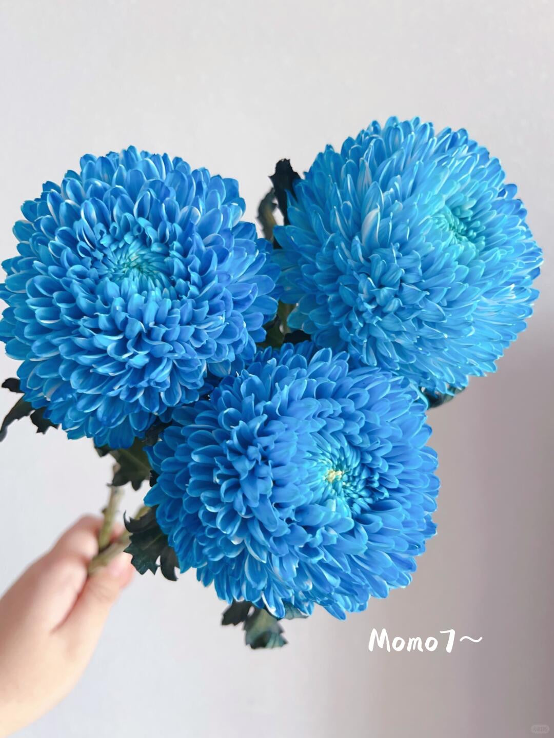 Chrysanthemum Dye Colour｜6 Stalks