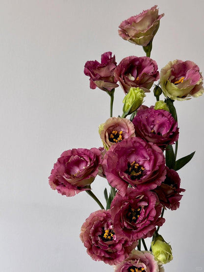 Eustoma 洋桔梗｜1 Bundle [CN]