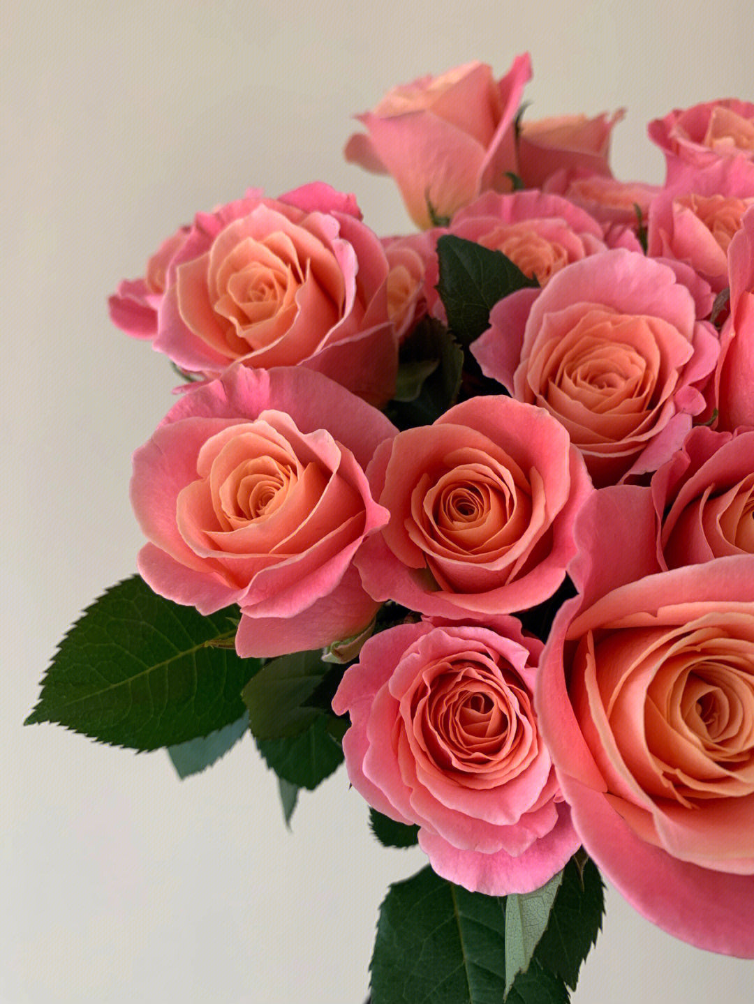 Miss Zhu 朱小姐 ｜Rose ｜20 Stalks [CN]