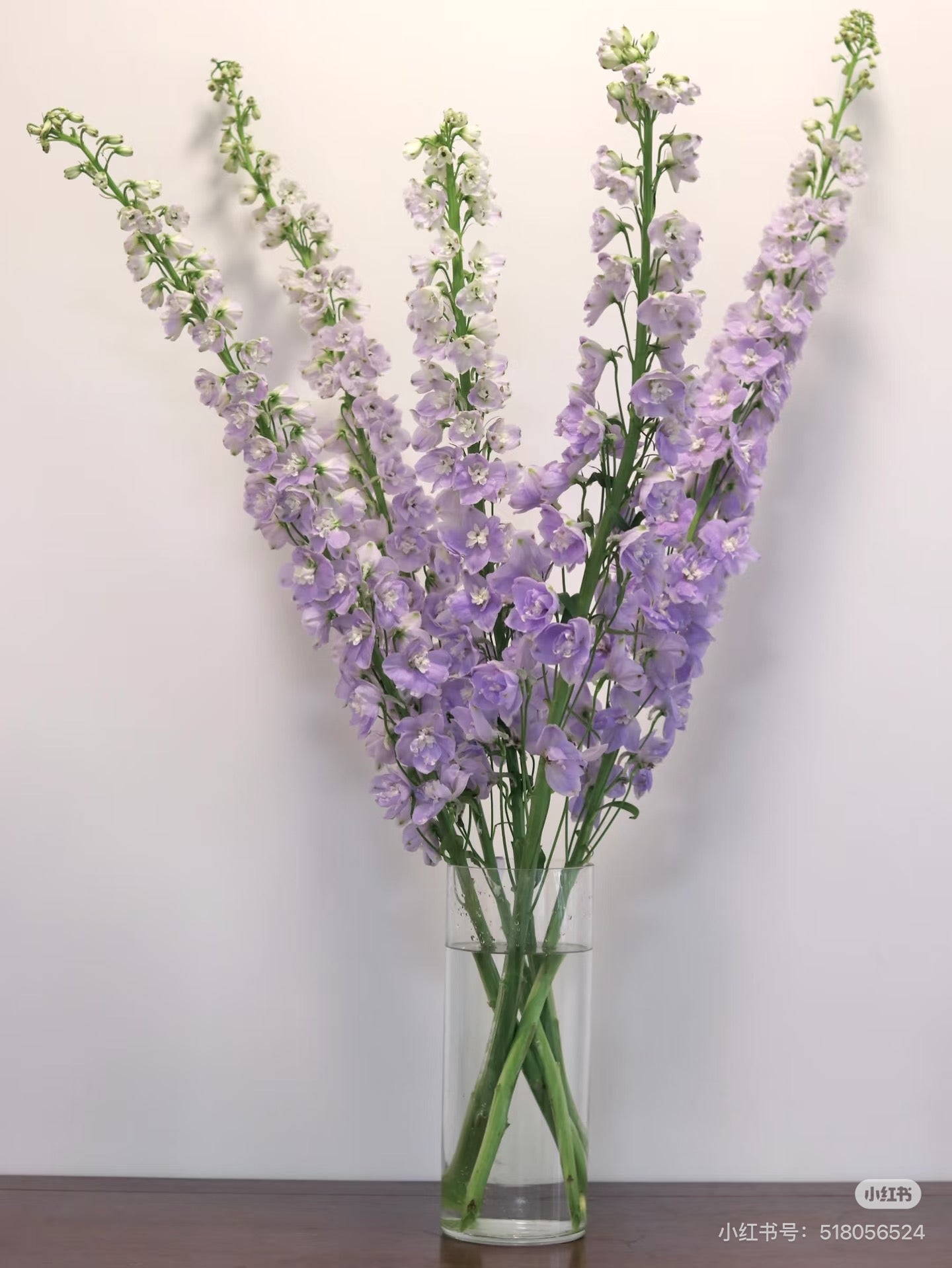 Delphinium 大飞燕｜5 Stalks [CN]