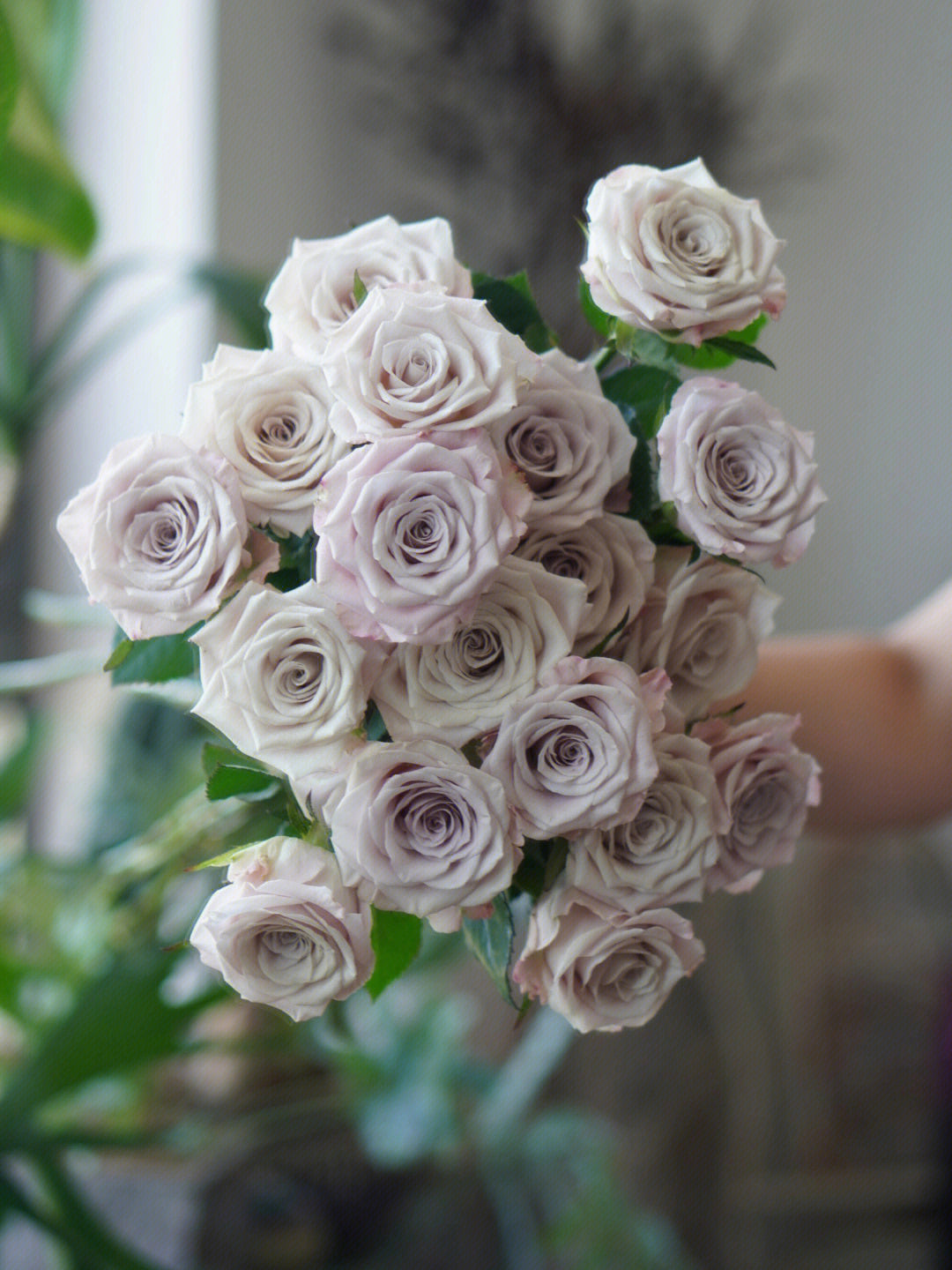 Manta 曼塔 ｜Rose ｜20 Stalks[CN]