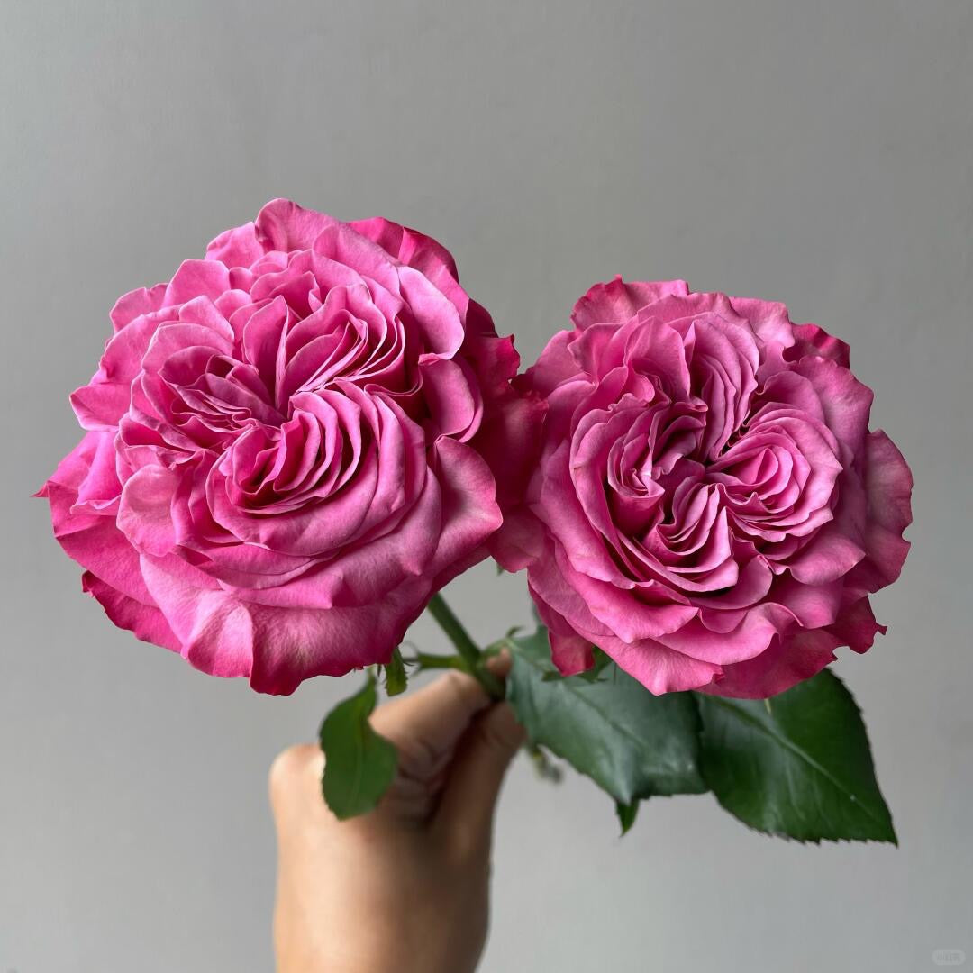 Mamy Blue 蓝调｜Rose｜10 Stalks [Kenya]