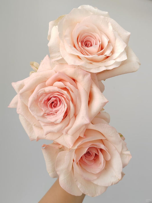 Pisces 双鱼座｜Rose｜20 Stalks [CN]
