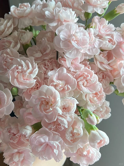 粉太子 ｜Spray Carnation ｜20 Stalks [CN]