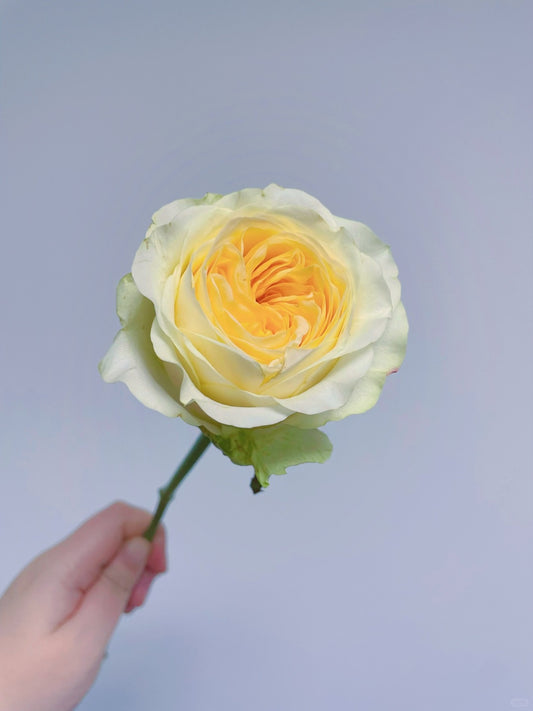 Butter Cup 奶油杯｜Rose ｜20 Stalks [CN]