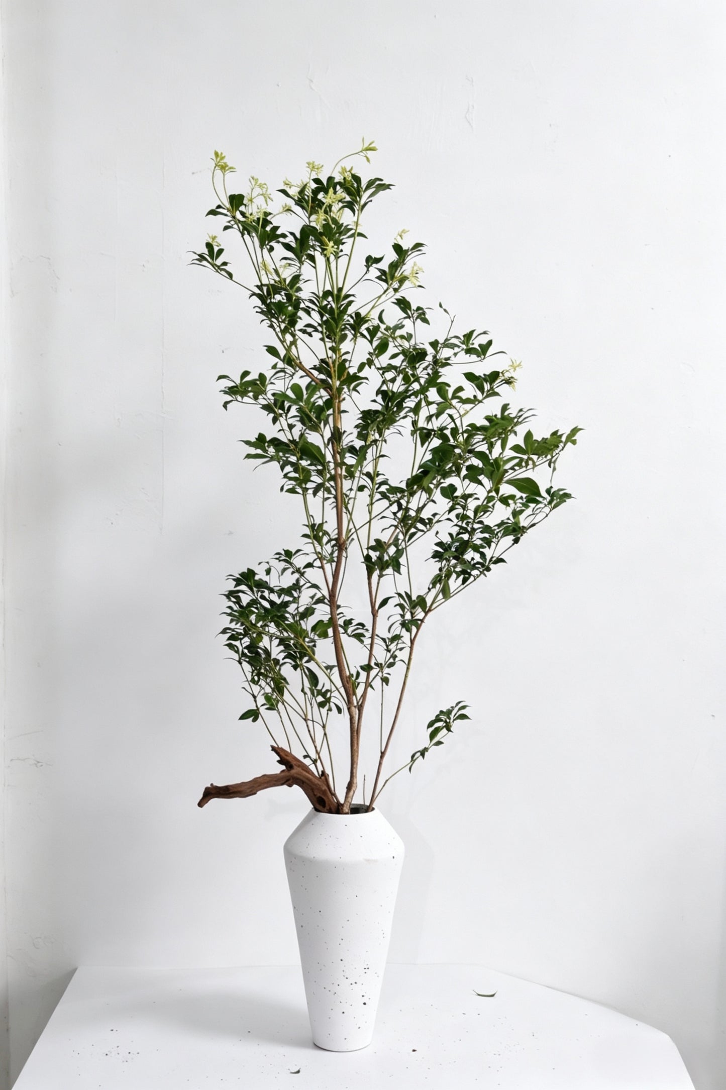 Pieris Japonica 马醉木｜120-130cm （1/2 Stems）｜Japan