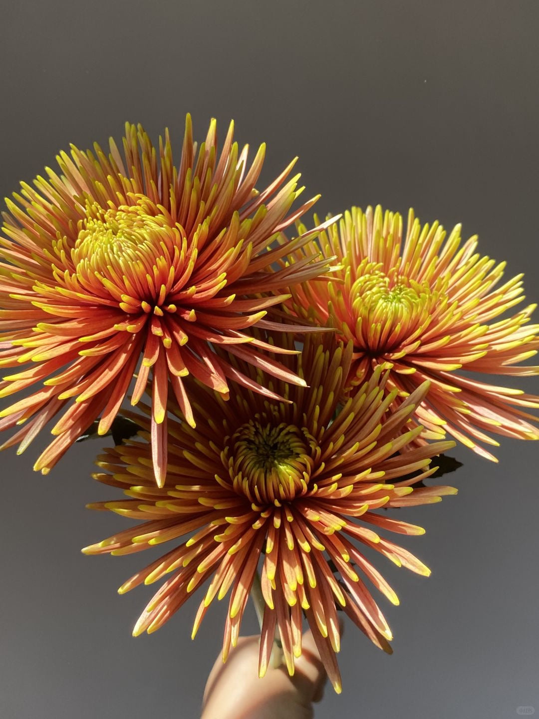 Chrysanthemum Firework 烟花菊｜10 Stalks