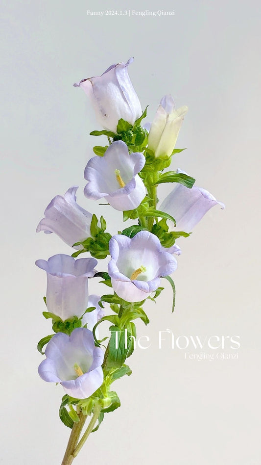 Campanula Medium 风铃花｜10 Stalks