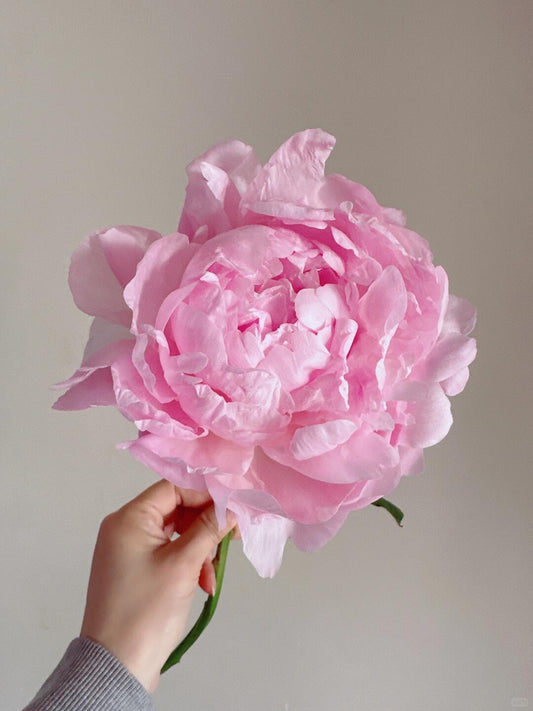 Peony 餐盘 ｜5 Stalk [CN]