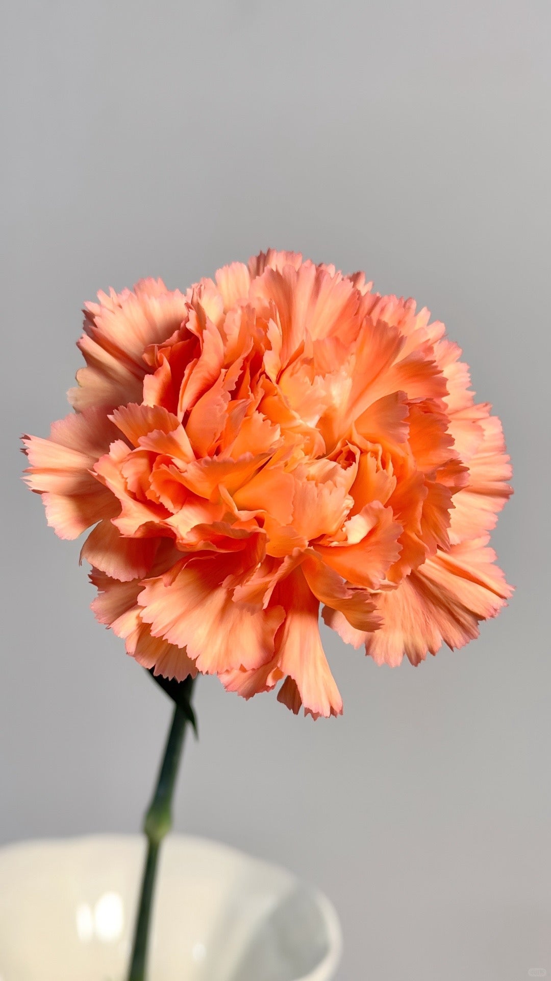 梅根｜Carnation ｜20 Stalks [CN]