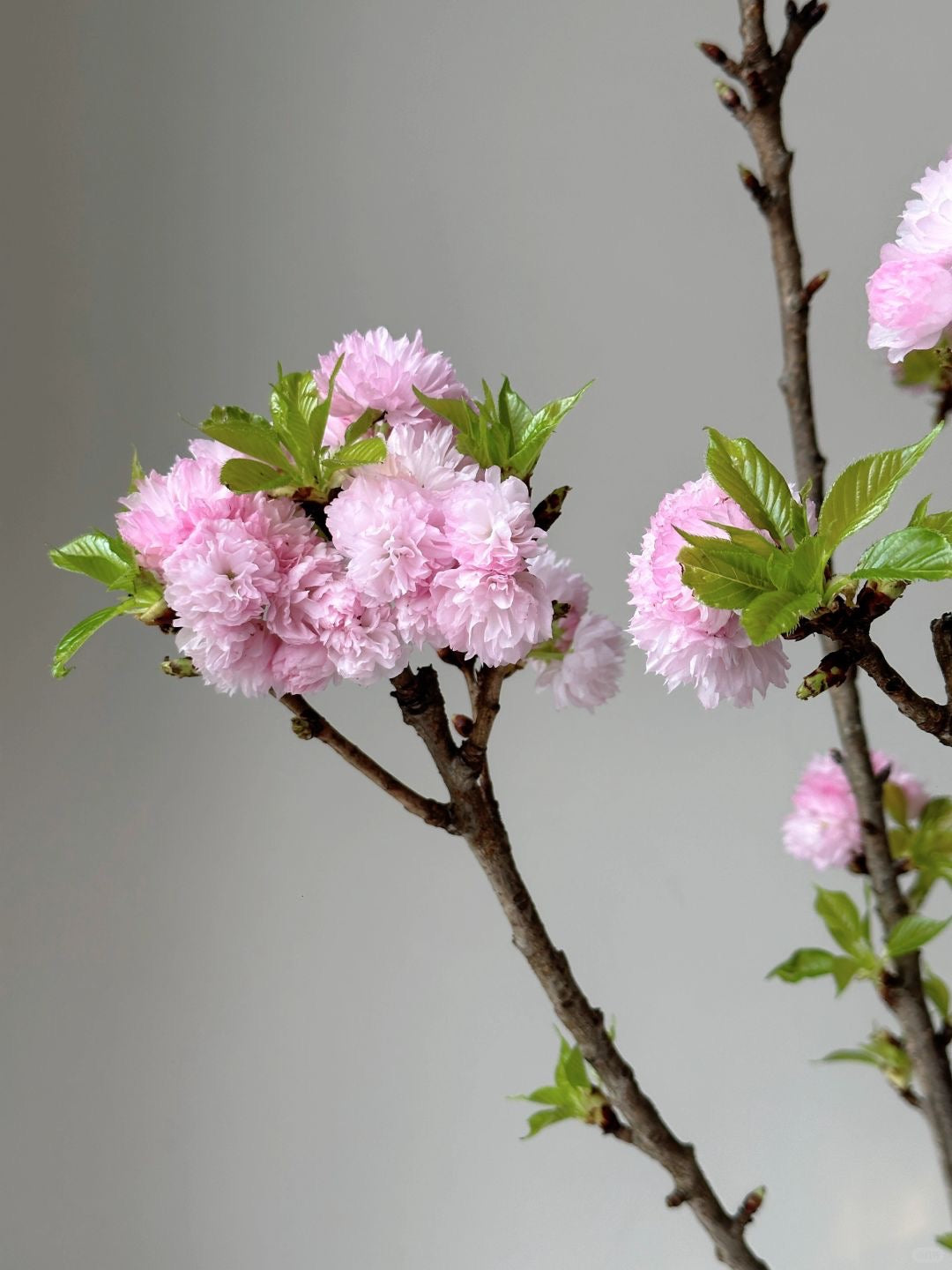 Cherry Blossom 樱花｜1 Bundle [CN]