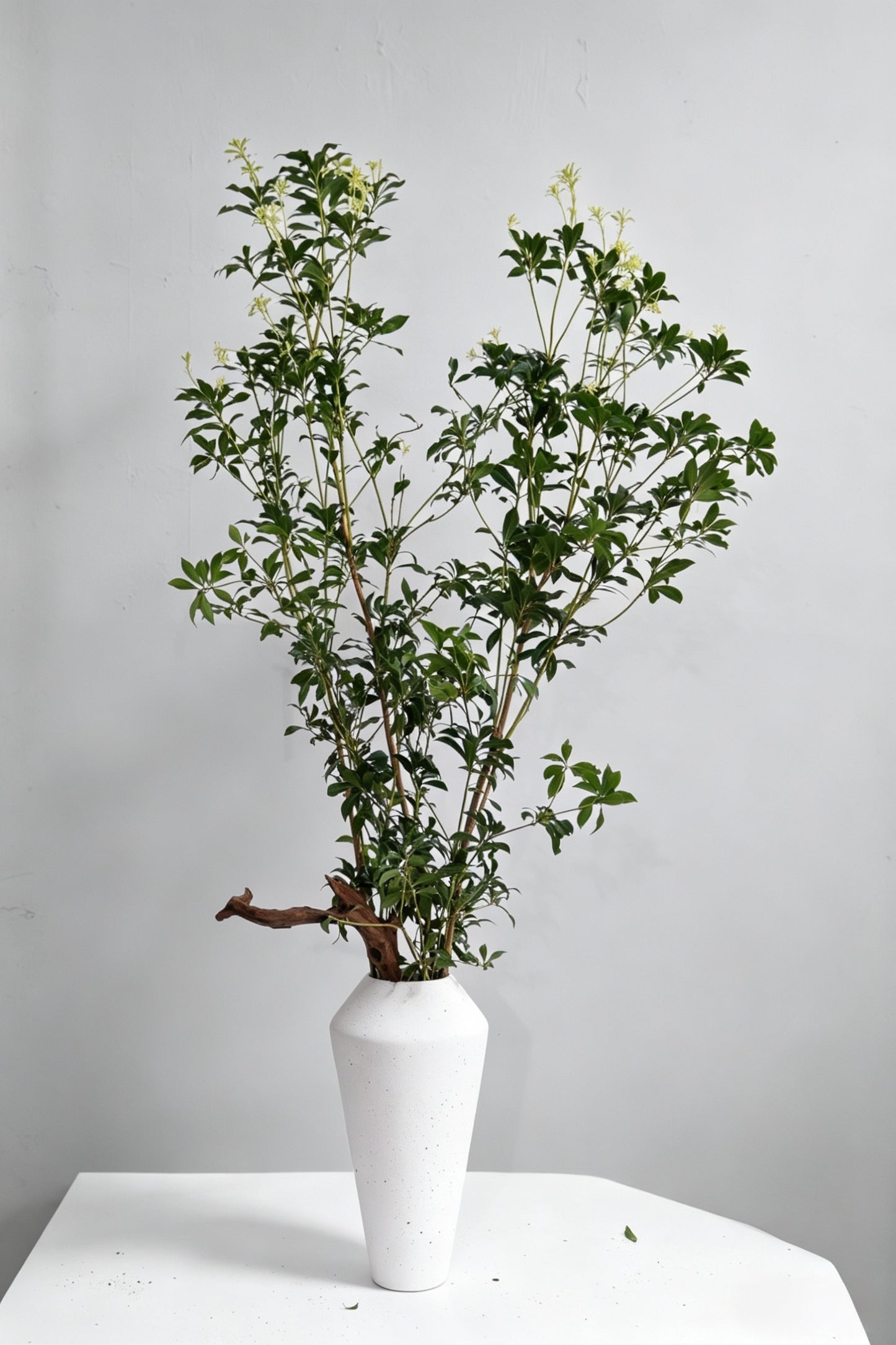 Pieris Japonica 马醉木｜120-130cm （1/2 Stems）｜Japan