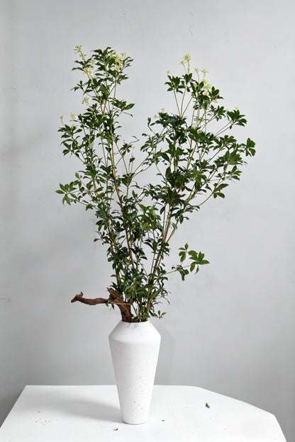 Pieris Japonica 马醉木｜120-130cm （1/2 Stems）｜Japan