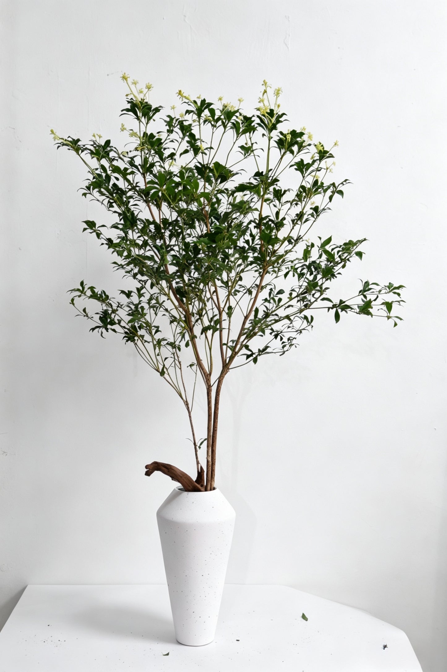 Pieris Japonica 马醉木｜120-130cm （1/2 Stems）｜Japan