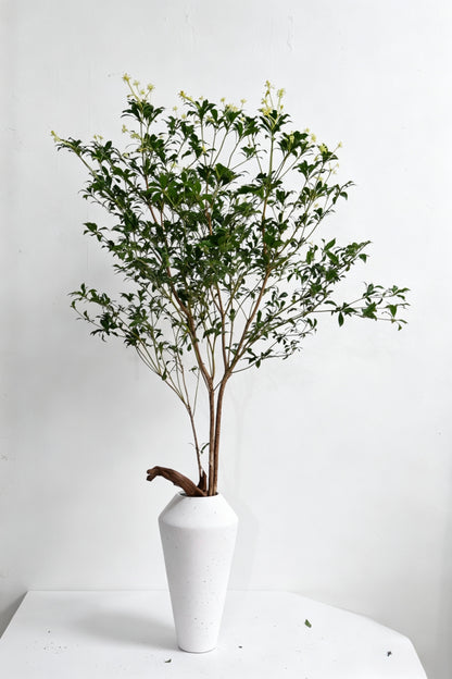 Pieris Japonica 马醉木｜120-130cm （1/2 Stems）｜Japan