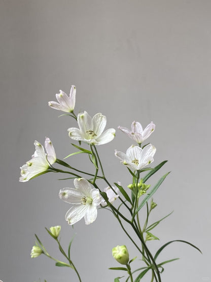 Delphinium Mini 小飞燕｜1 Bundle