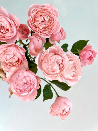 Julieta 朱丽叶塔｜Spray Rose｜10 Stalks [CN]