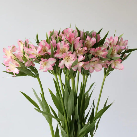 Alstroemeria 水仙百合｜10 Stalks [Kenya]