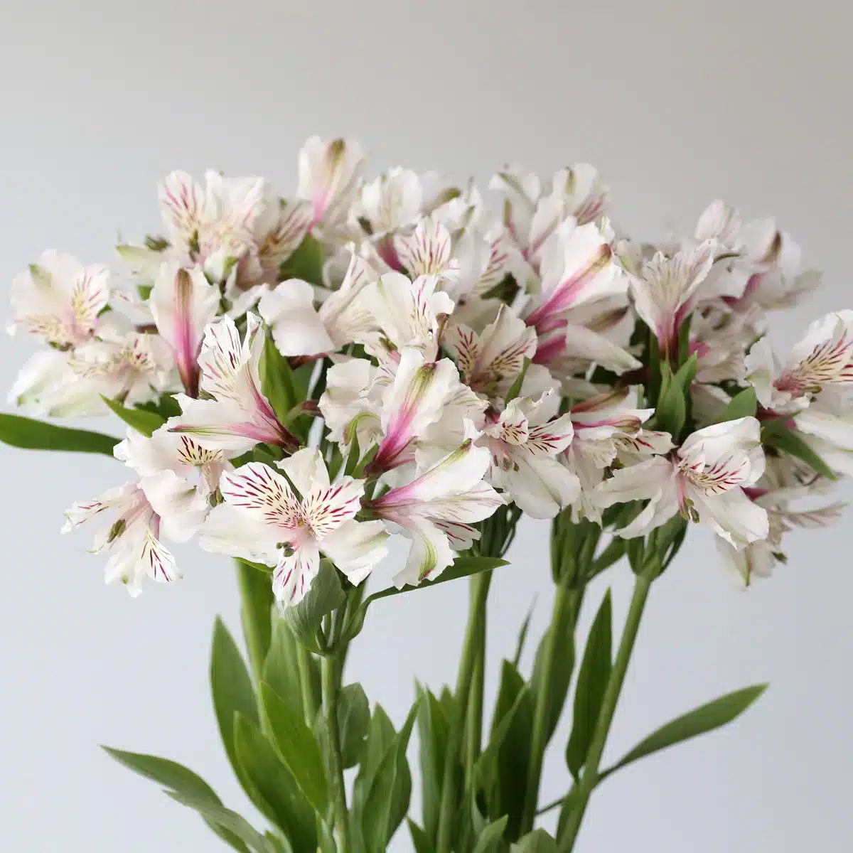 Alstroemeria 水仙百合｜10 Stalks [Kenya]