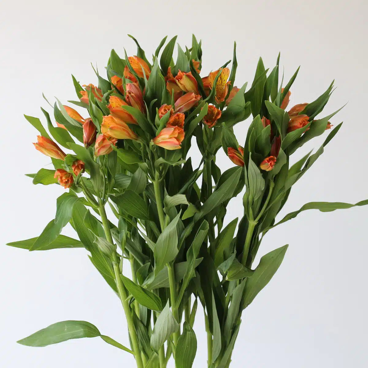 Alstroemeria 水仙百合｜10 Stalks [Kenya]