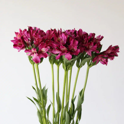 Alstroemeria 水仙百合｜10 Stalks [Kenya]