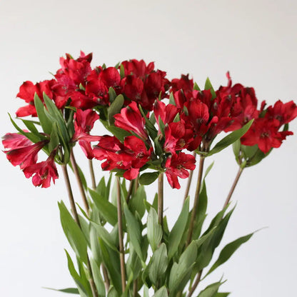 Alstroemeria 水仙百合｜10 Stalks [Kenya]