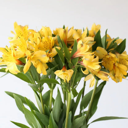 Alstroemeria 水仙百合｜10 Stalks [Kenya]