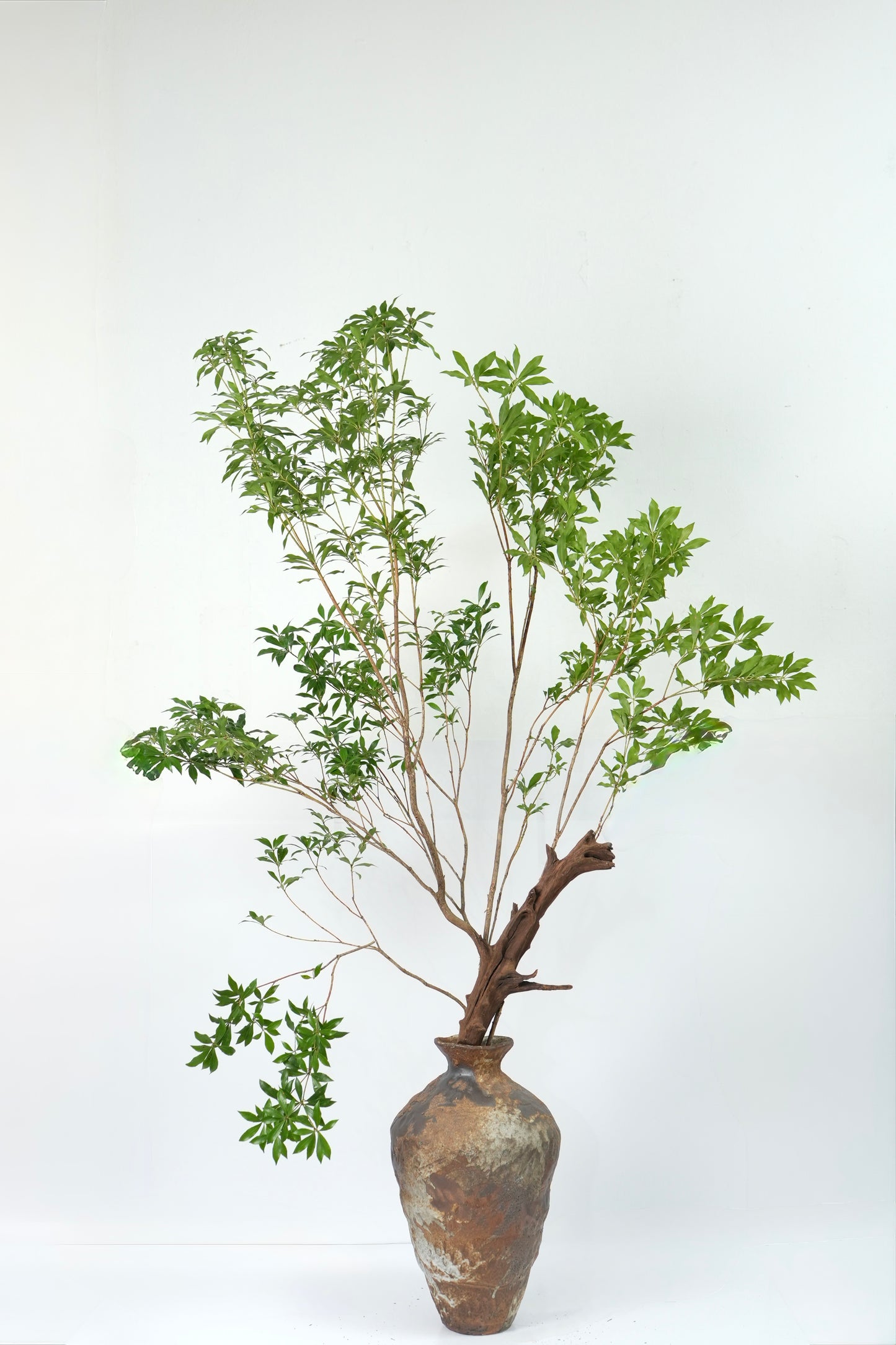 Pieris Japonica 马醉木｜120-130cm （2 Stems）｜Japan