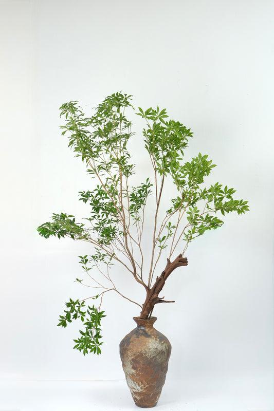 Pieris Japonica 马醉木｜120-130cm （2 Stems）｜Japan