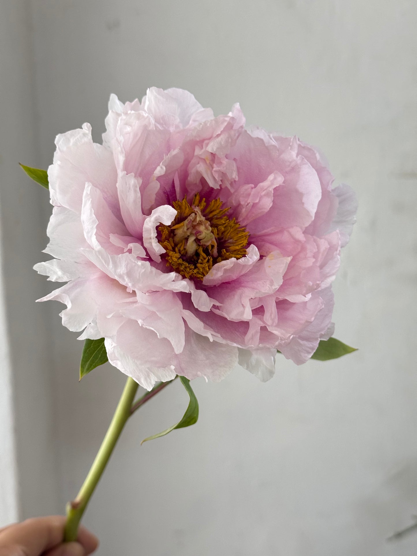 Peony 雪映桃花 ｜5 Stalks［CN］