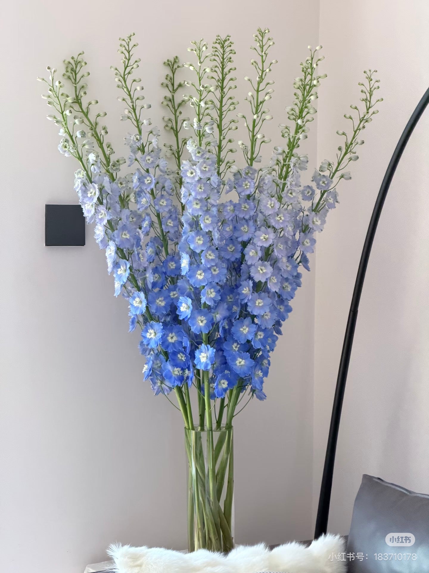 Delphinium 大飞燕｜5 Stalks [CN]