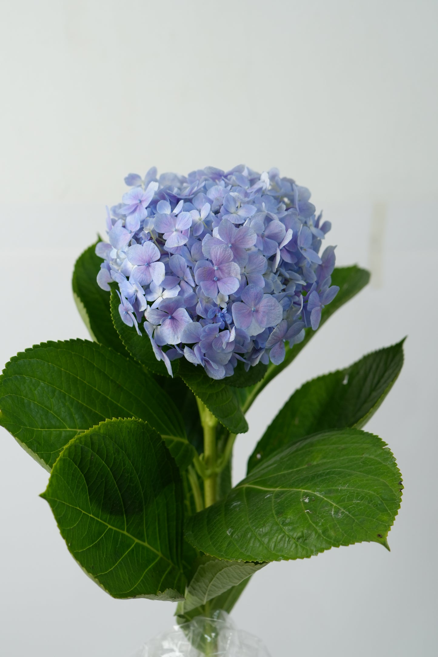 Hydrangea 绣球｜1 Stalk [Holland]